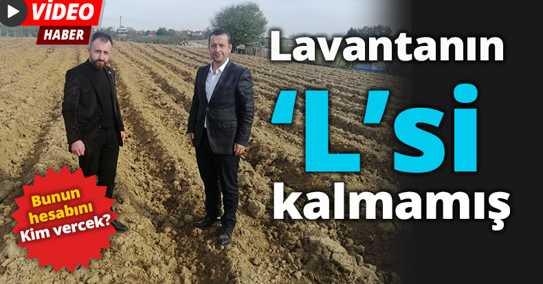 Lavantanın ‘L’si kalmamış