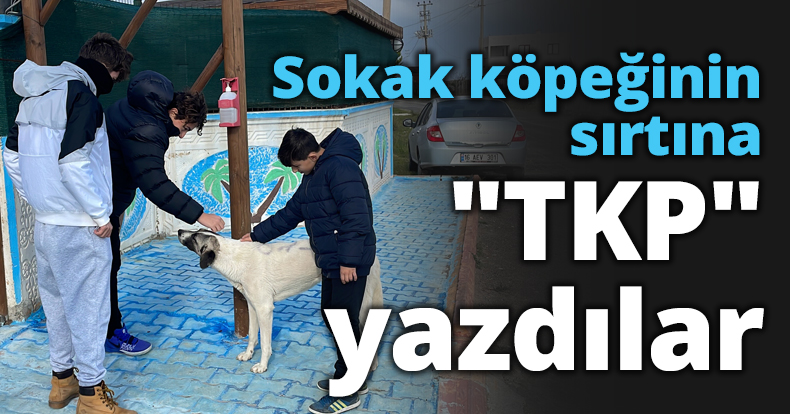 Sokak köpeğinin sırtına TKP yazdılar