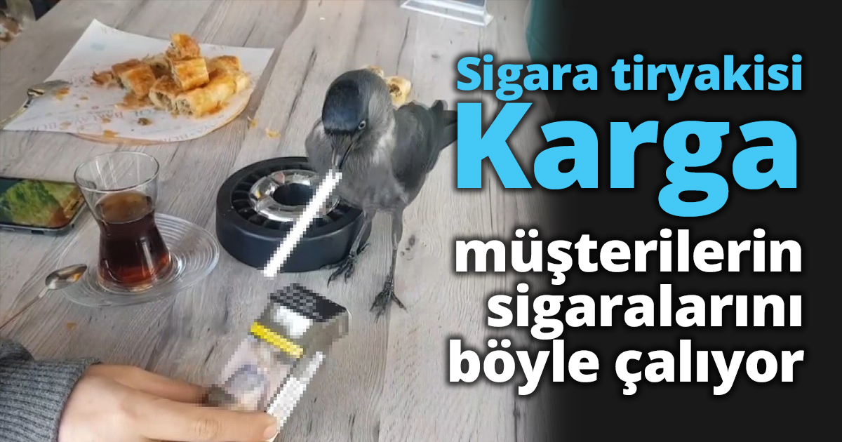 Sigara tiryakisi karga müşterilerin sigaralarını böyle çalıyor