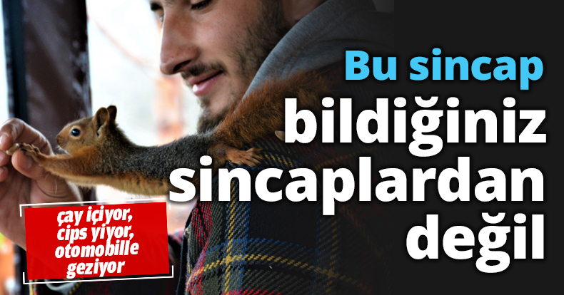 Bu sincap bildiğiniz sincaplardan değil