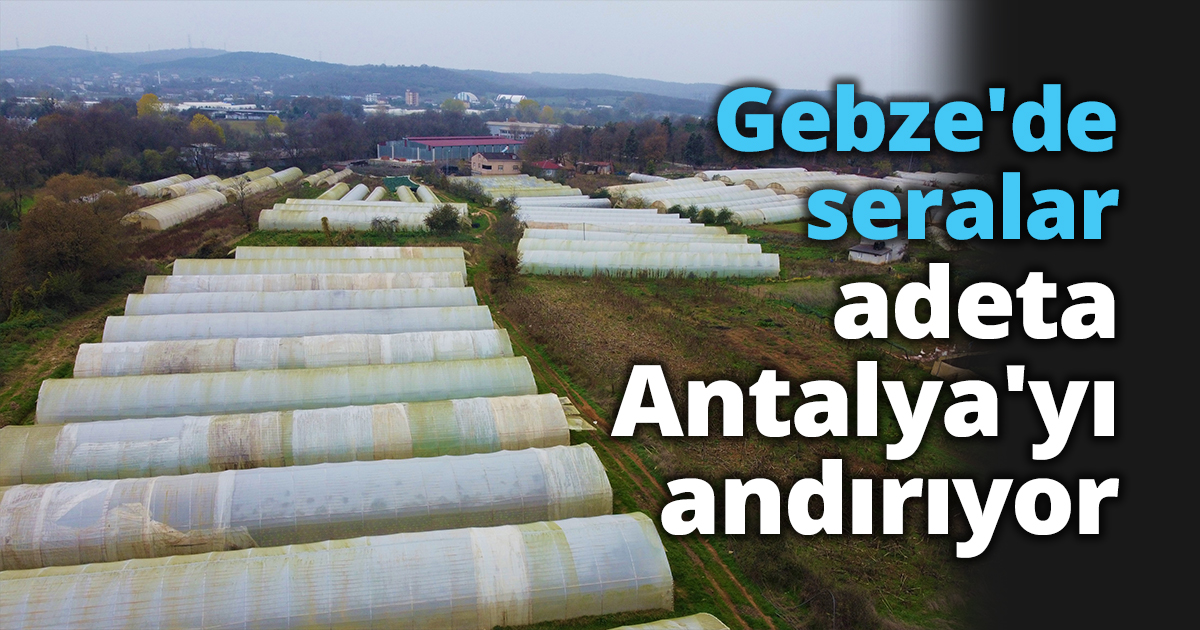 Gebze'de seralar adeta Antalya'yı andırıyor.