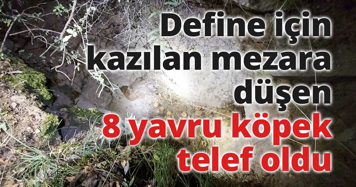 Define için kazılan mezara düşen 8 yavru köpek telef oldu