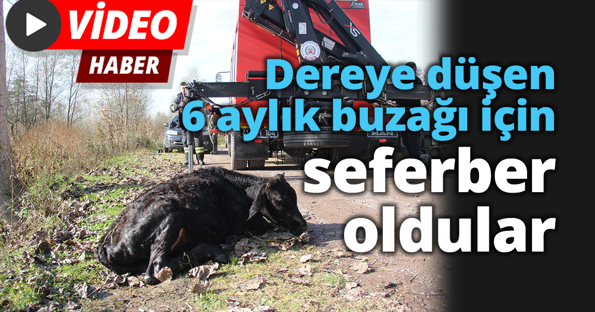 Dereye düşen 6 aylık buzağı için seferber oldular