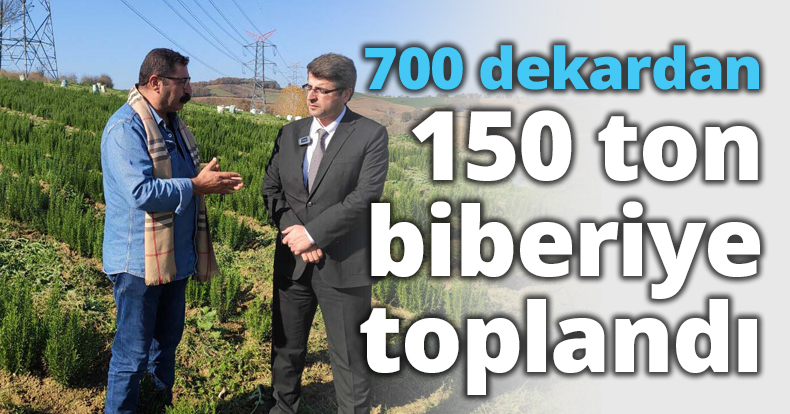 700 dekardan 150 ton biberiye toplandı