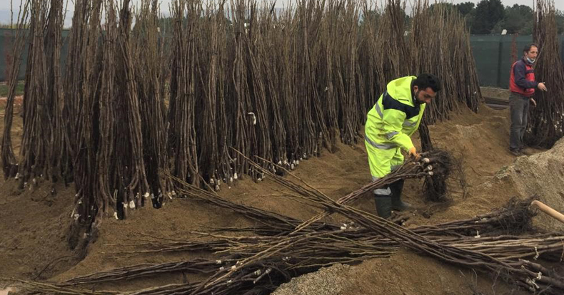 Yüzde 50 hibeli fidan desteği başvuruları başladı