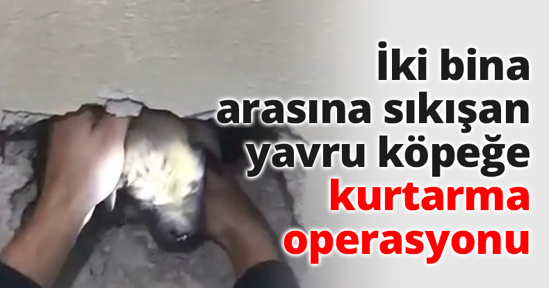 İki bina arasına sıkışan yavru köpeğe kurtarma operasyonu