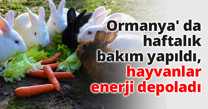Ormanya' da haftalık bakım yapıldı, hayvanlar enerji depoladı