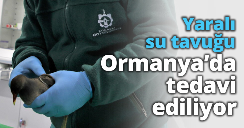 Yaralı su tavuğu Ormanya’da tedavi ediliyor