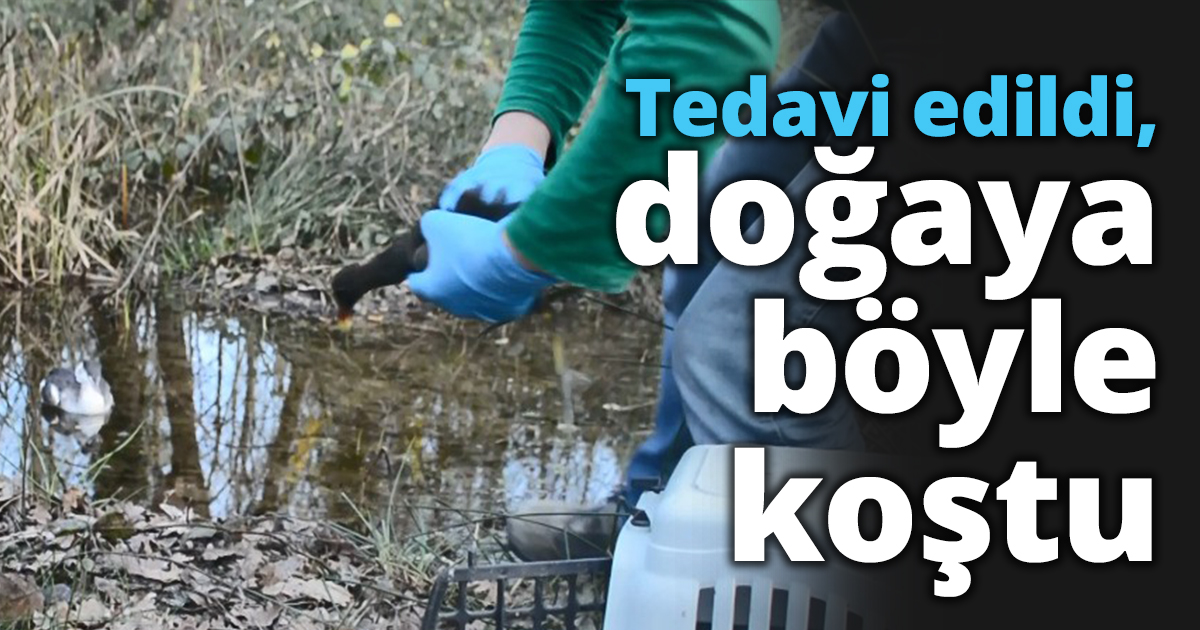 Tedavi edildi, doğaya böyle koştu