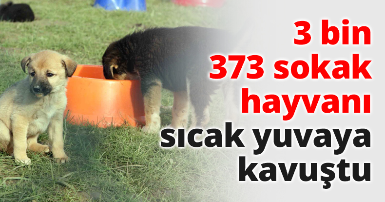 3 bin 373 sokak hayvanı sıcak yuvaya kavuştu