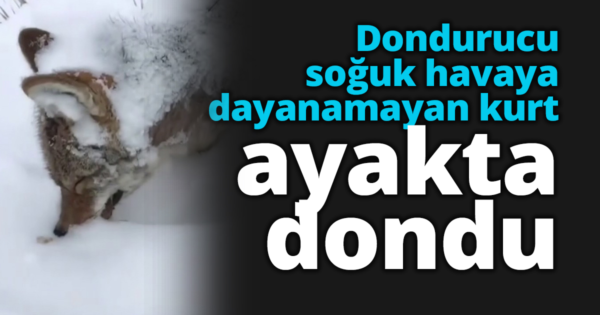  Dondurucu soğuk havaya dayanamayan kurt ayakta dondu