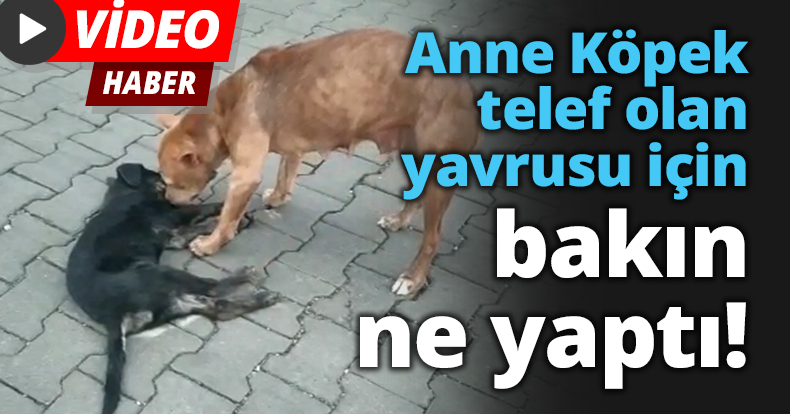 Anne Köpek telef olan yavrusu için bakın ne yaptı