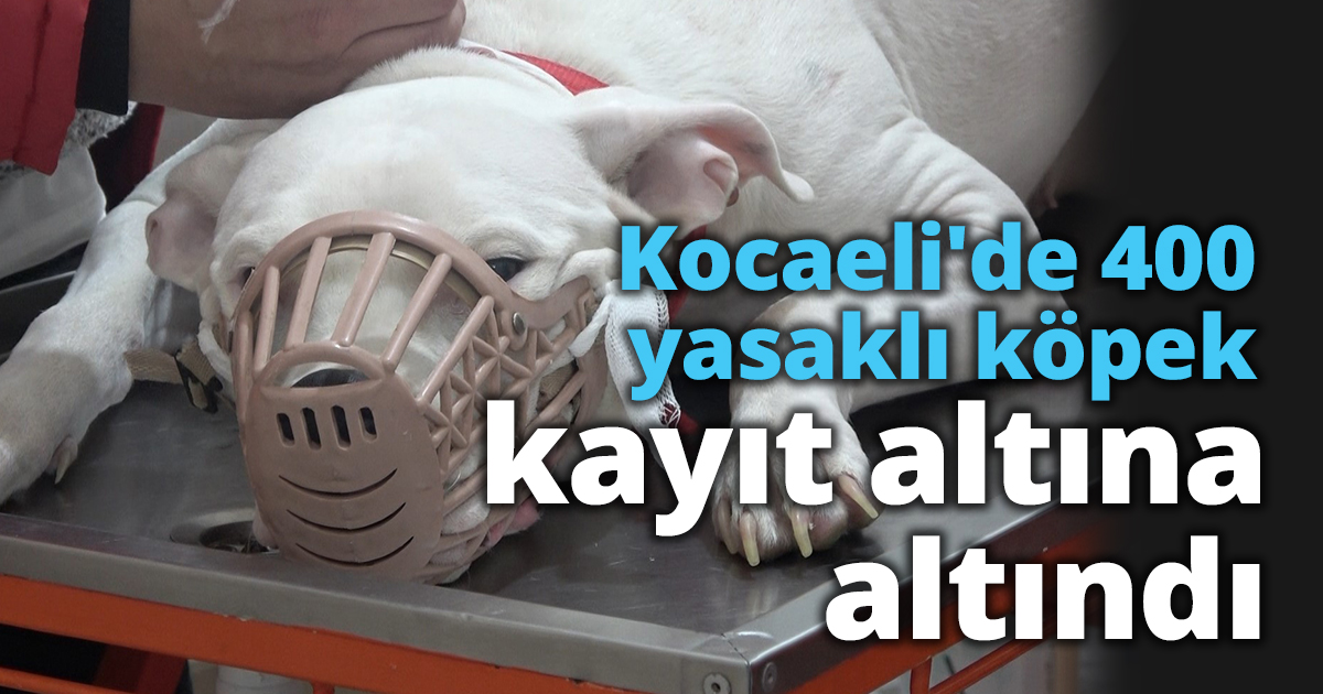 Kocaeli'de 400 yasaklı köpek kayıt altına altındı