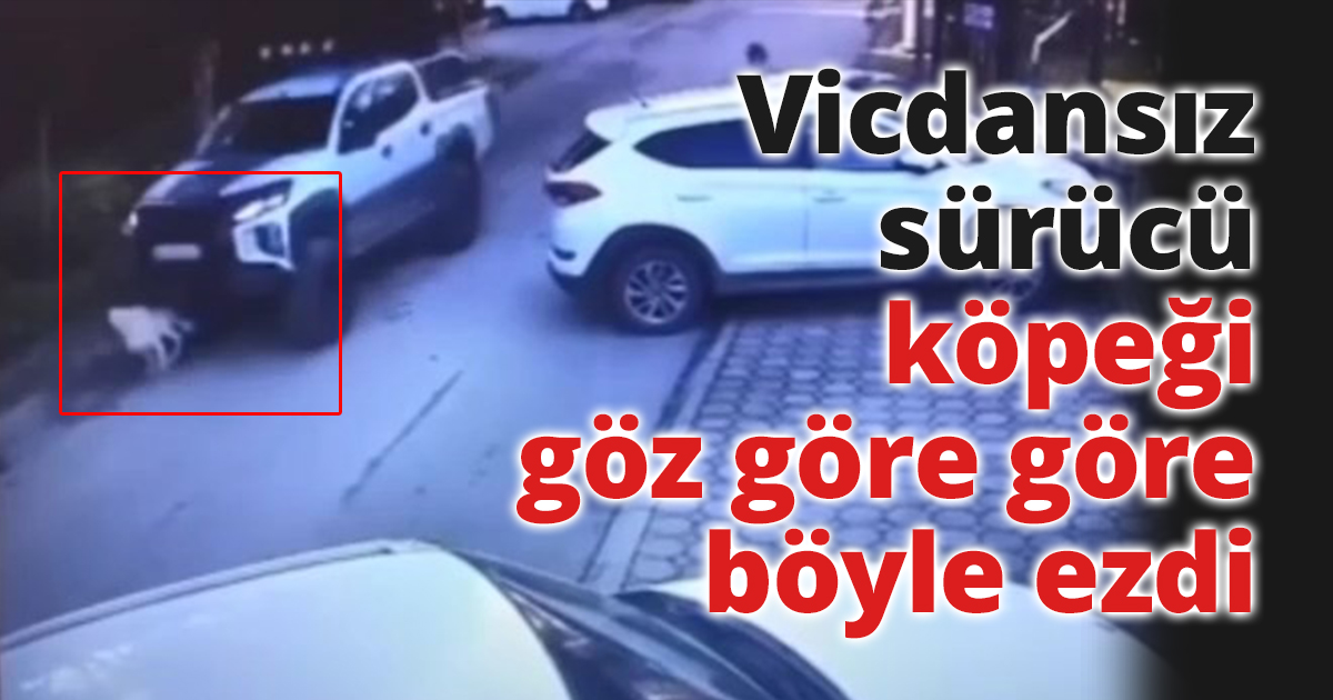 Vicdansız sürücü köpeği göz göre göre böyle ezdi
