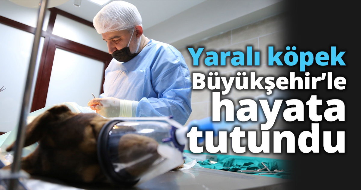 Yaralı köpek Büyükşehir’le hayata tutundu