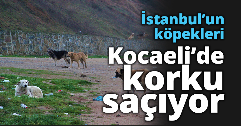 İstanbul’un köpekleri Kocaeli’de korku saçıyor