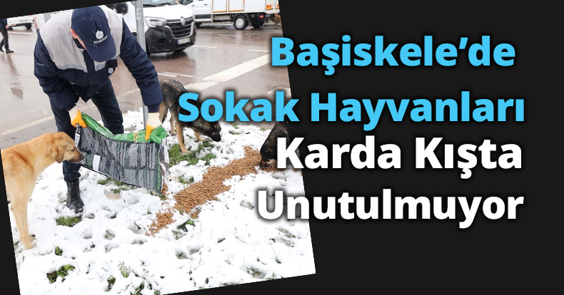 Başiskele’de Sokak Hayvanları Karda Kışta Unutulmuyor