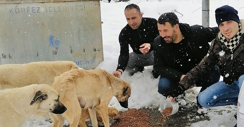 Körfez’de sokak hayvanları unutulmadı