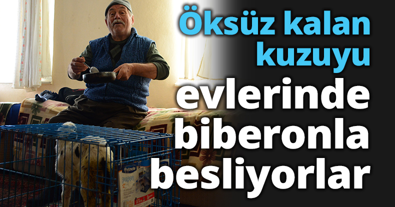 Öksüz kalan kuzuyu evlerinde biberonla besliyorlar