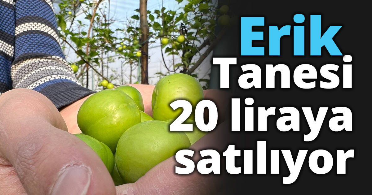 Kış ortasında Bursa'da erik hasadı...Tanesi 20 liraya satılıyor