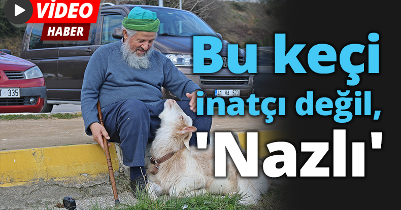Bu keçi inatçı değil, 'Nazlı'