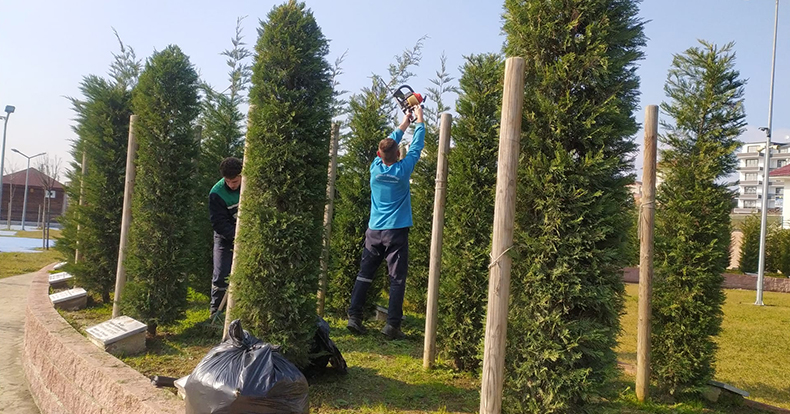 Başiskele’de Ağaçlar Yaz Kış Demeden Bakımda