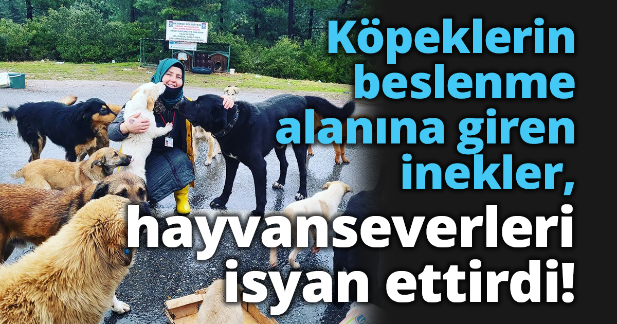 Köpeklerin beslenme alanına giren inekler, hayvanseverleri isyan etti