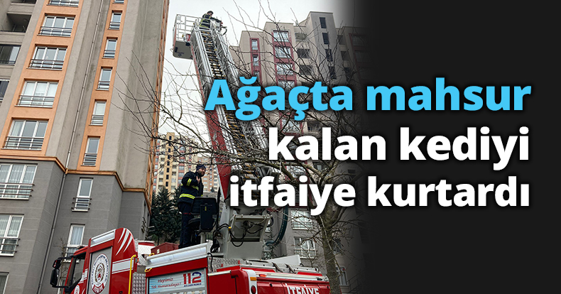 Ağaçta mahsur kalan kediyi itfaiye kurtardı
