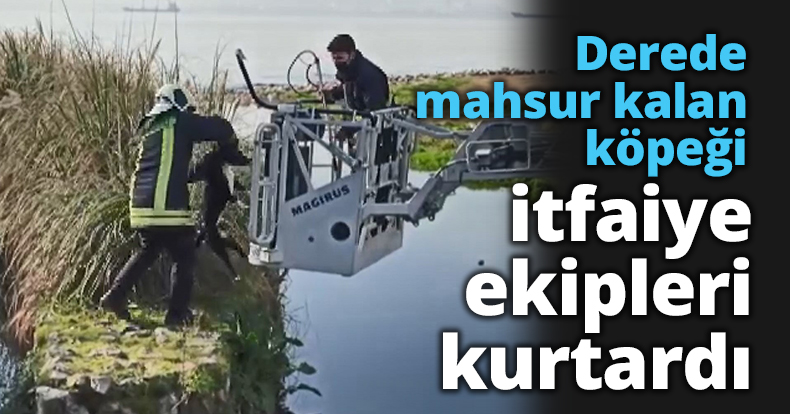 Derede mahsur kalan köpeği itfaiye ekipleri kurtardı