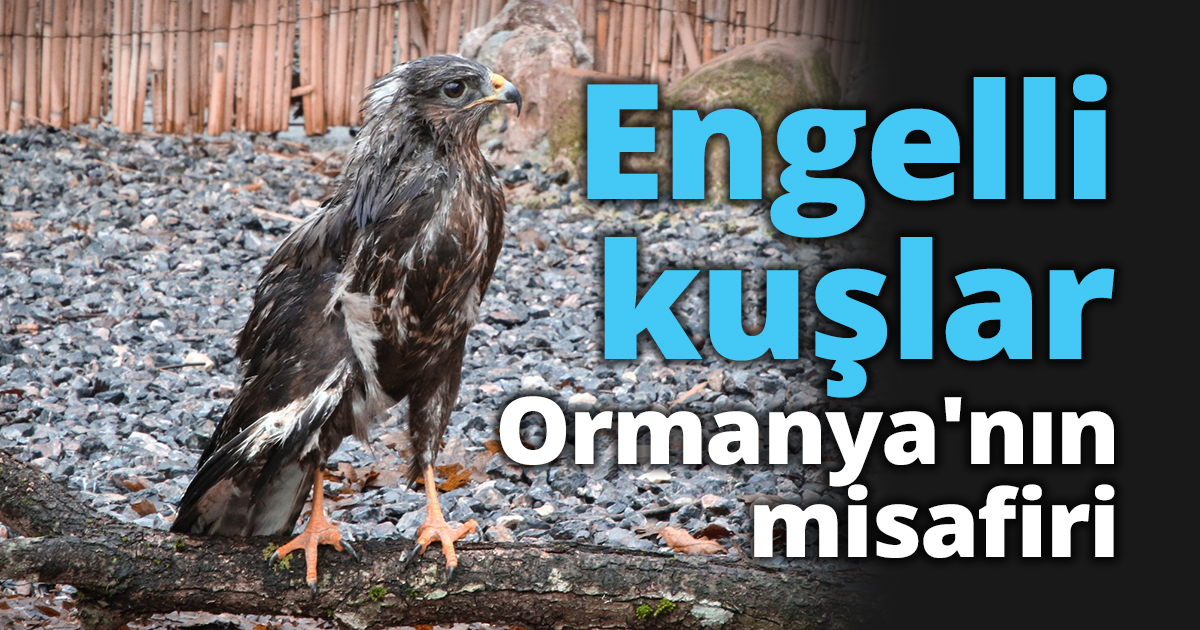 Engelli kuşlar Ormanya'nın misafiri