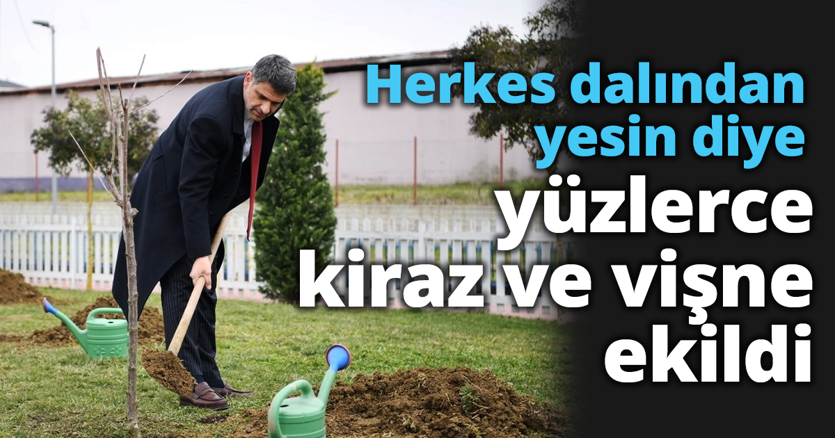 Herkes dalından yesin diye yüzlerce kiraz ve vişne ekildi