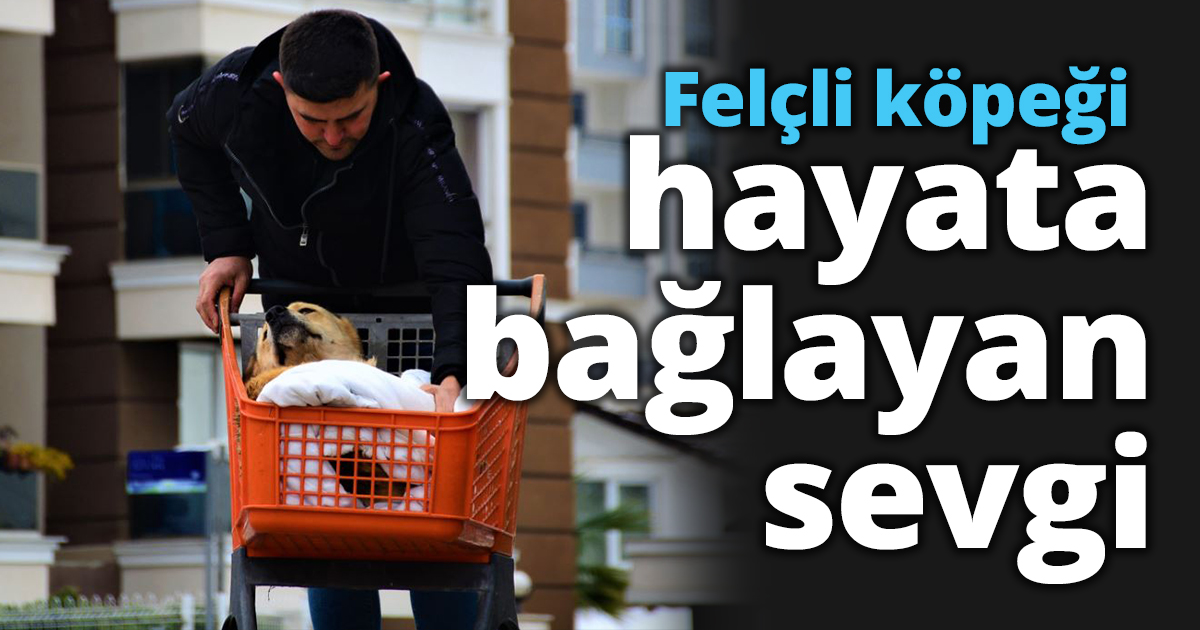 Felçli köpeği hayata bağlayan sevgi