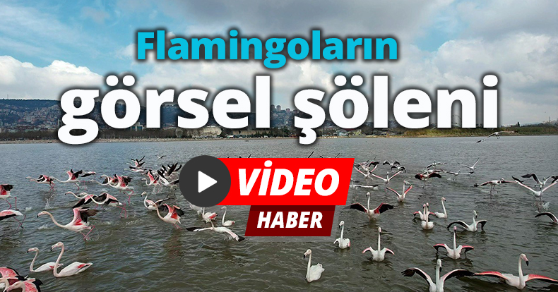Flamingoların görsel şöleni
