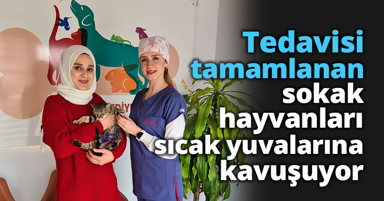 Tedavisi tamamlanan sokak hayvanları sıcak yuvalarına kavuşuyor