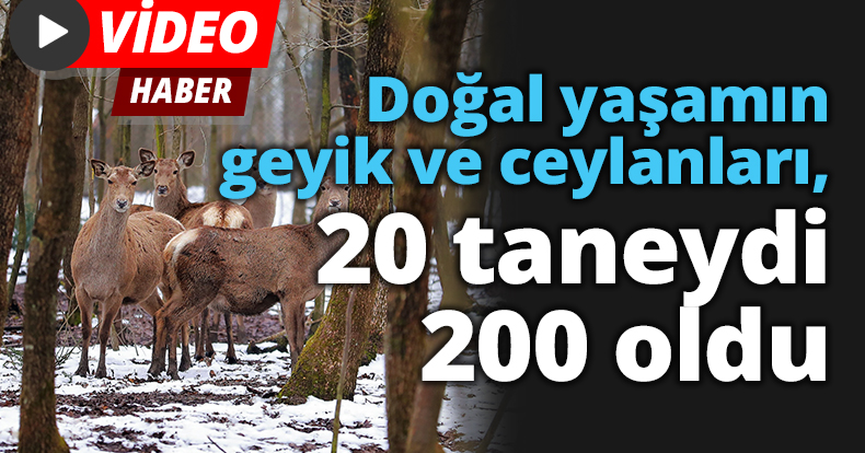 Doğal yaşamın geyik ve ceylanları, 20 taneydi 200 oldu