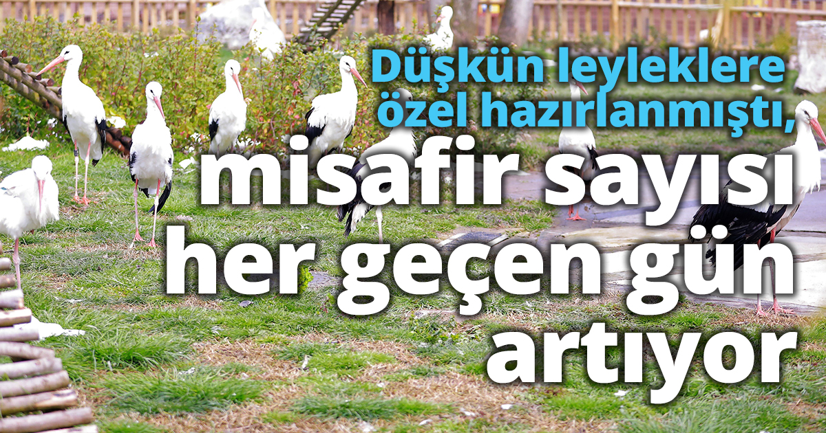 Düşkün leyleklere özel hazırlanmıştı, misafir sayısı her geçen gün artıyor