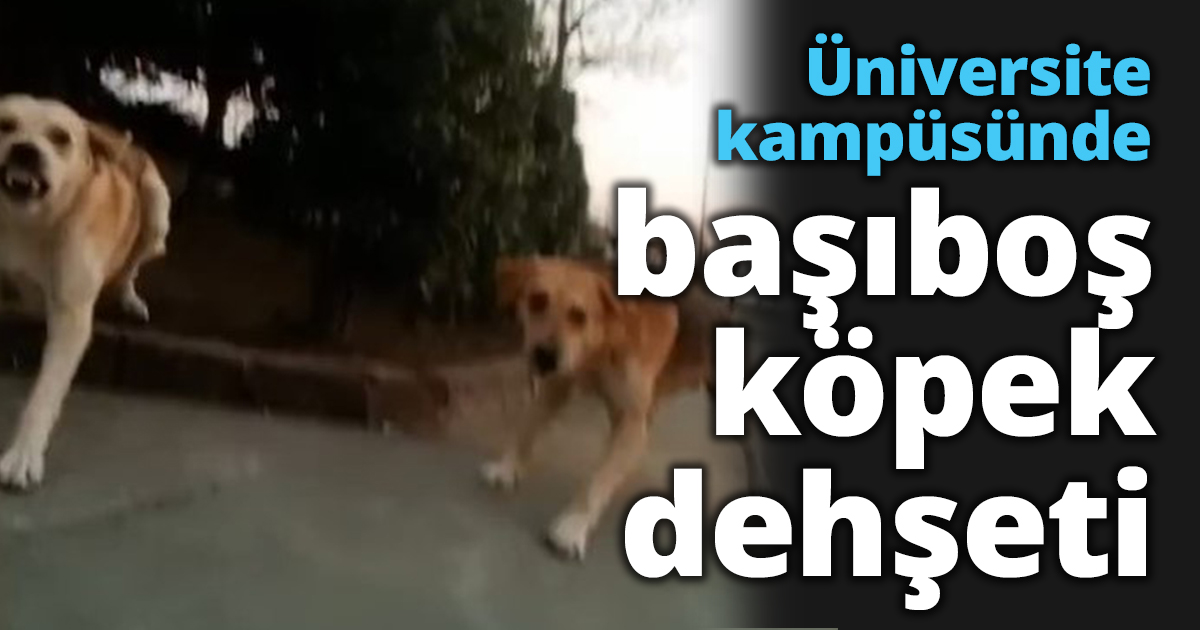 Üniversite kampüsünde başıboş köpek dehşeti