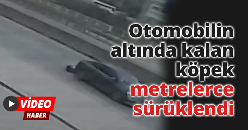Otomobilin altında kalan köpek metrelerce sürüklendi, o anlar güvenlik kamerasına yansıdı