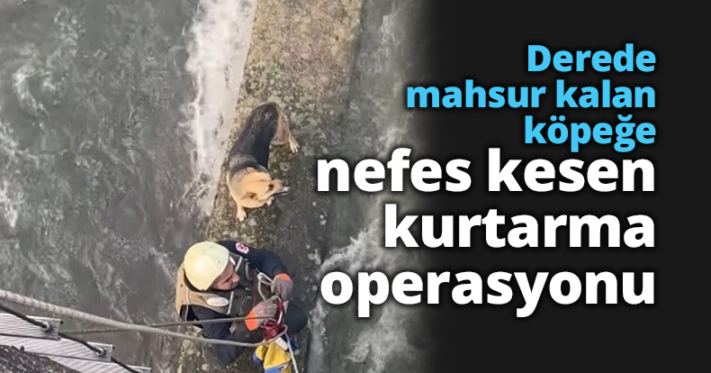 Derede mahsur kalan köpeğe nefes kesen kurtarma operasyonu