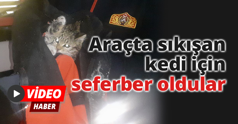 Araçta sıkışan kedi için seferber oldular