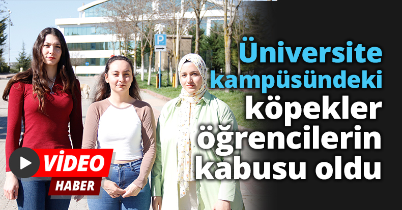 Üniversite kampüsündeki köpekler öğrencilerin kabusu oldu