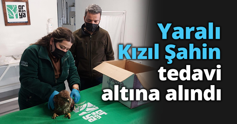 Yaralı Kızıl Şahin tedavi altına alındı