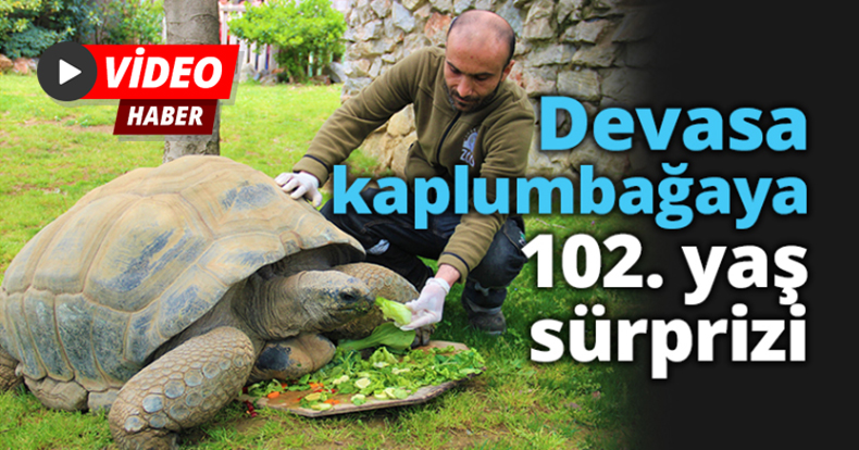 Devasa kaplumbağaya 102. yaş sürprizi