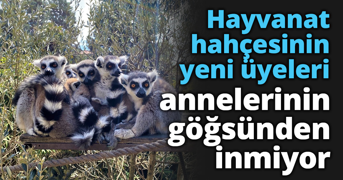 Hayvanat bahçesinin yeni üyeleri annelerinin göğsünden inmiyor