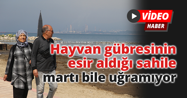 Hayvan gübresinin esir aldığı sahile martı bile uğramıyor
