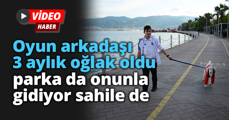Oyun arkadaşı 3 aylık oğlak oldu, parka da onunla gidiyor sahile de