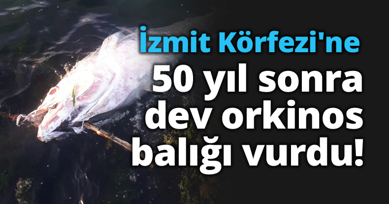 İzmit Körfezi'ne 50 yıl sonra dev orkinos balığı vurdu