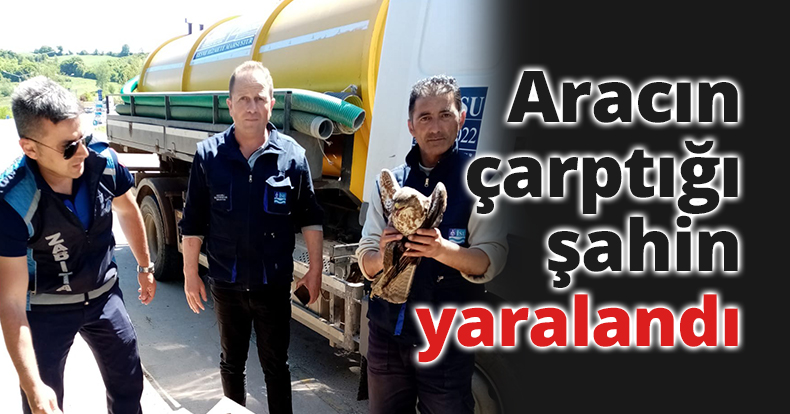 Aracın çarptığı şahin yaralandı