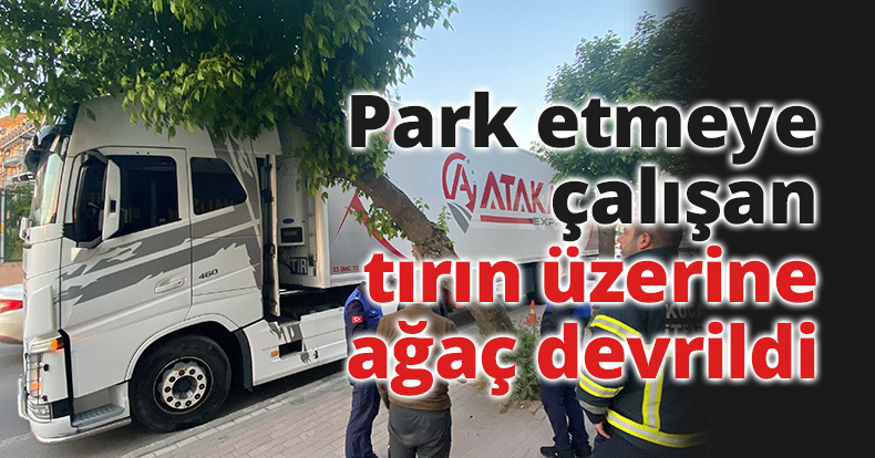 Park etmeye çalışan tırın üzerine ağaç devrildi