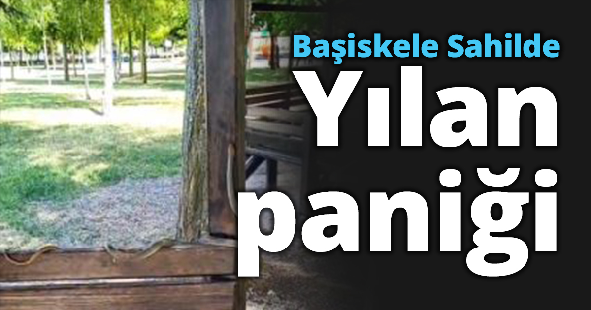 Başiskele sahilde yılan paniğe neden oldu!